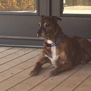 Meet your Posher, Scarlett